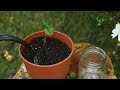 propagating gardenia the easy method