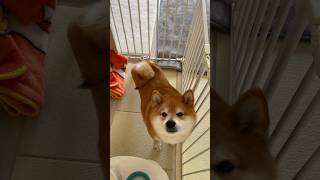 【ちゃちゃ丸】意外な場所から声をかけられた柴犬 #shorts