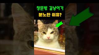 분노주의) 길냥이가 저런 표정을 한 이유는? 왜일까요? #고양이 #고양이브이로그 #고양이영상 #cat #cute #냥이로그 #funny