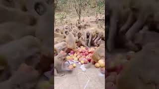#monkeys feeding video#Feedingmonkey#MonkeyZone #monkey #animals #thedodo #dodo #saveanimal #shorts