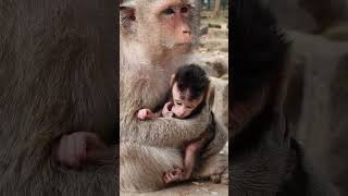 Lovely baby monkey \u0026 real mom to care #shorts