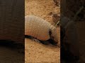 #desert #armadillo #animals #explore #texas #nature #vibes #adventure #viral #likeandsubscribe #fyp