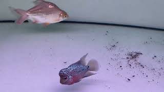 Flowerhorn fish or Luohan fish tankmate with arowana