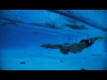 Underwater Freestyle Drill with Fins