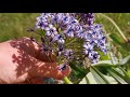 best plants for insect pollinators scilla peruviana the portuguese squill cultivation in the uk