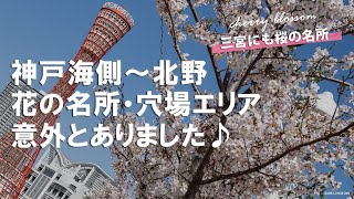 【神戸の桜の名所・穴場スポット】春の花見散歩【三宮生田神社 他】