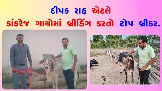 દીપક રાહ એટલે કાંકરેજ ગાયો માં બ્રીડિંગ કરતો ટોપ બ્રીડર. #ektadairyfarming #cows