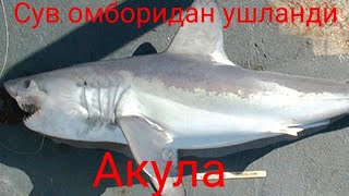 Ёзёвон сув омборидан акула ушлашди