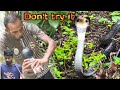 Habib bhai found the snake by playing the flute with a new technique. #snake #africa