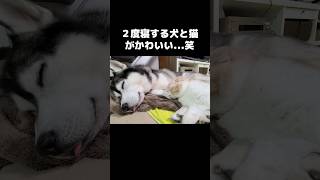 犬と猫が2度寝するとこうなります...笑#shorts