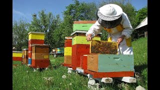 Moje pčele - Formiranje roja bez nošenja pčela na veču udaljenost (LR košnice)