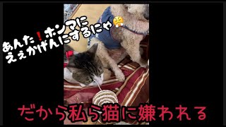 【保護猫と先住犬】私だって猫ちゃんに好かれたい❗️猫と先住犬　初猫ちゃんとの同居奮闘記