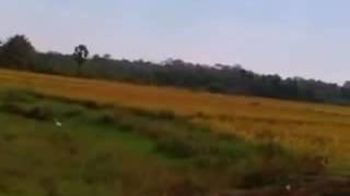 Paruthipully   Walk through Paddy fields