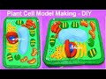 plant cell 3d model making using cardboard - new design - diy | craftpiller @howtofunda