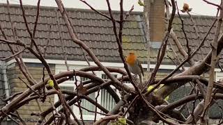 How to get a Robin to eat off your hand ( Part 1 )