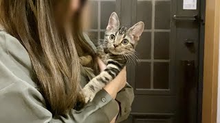 飼い主の帰宅が嬉しすぎて急いで玄関までお迎えにきた子猫ｗ