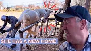 YOU Won't Believe Where this RESCUE HORSE is HEADED!