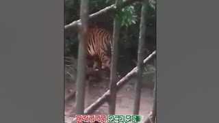 সুন্দরবনের কটকা অফিসে বাঘের হানা । Sundarban Tiger In Kotka Office