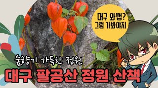 대구 여행에서 숲힐링 숲멍 가능한 정원 나들이 feat.Vita app | Daegu Palgongsan forest