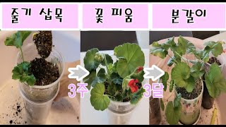 세상 제일 간단한 방법으로 제라늄 번식 방법 설명 및 삽목 성공후 분갈이~ The world's easiest way to propagate geranium stems