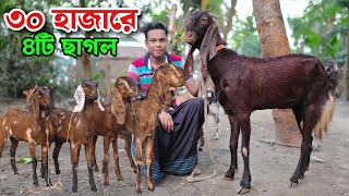 “৩০ হাজার টাকায় পাচ্ছেন ৪টি ছাগল” দুইটি বাচ্চা সহ মা ছাগল ২৫ হাজারে Goat price