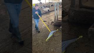 Cow Dung Cleaning 😱|| #shorts