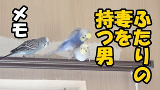 将来有望なセキセイインコ