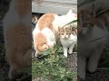 人馴れしていないお母さんと警戒心強めな子猫🐈