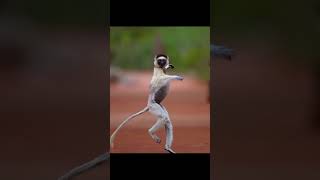 Лемуры – символ Мадагаскара #madagascar #lemur