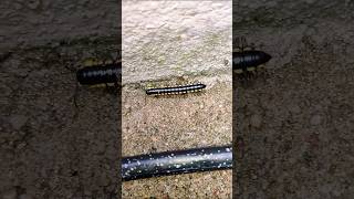 Crazy Millipede Goes Viral! 😱😱#viral #video #trending #youtube #short #shorts