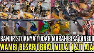 🔴 BANJIR ! OBRAL BURUNG IMPORT WAMBI BESAR MULAI 1,2JT GASS POOLL BOSKUH 0838-7553-6945