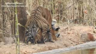 Tiger mating