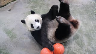 20220902 圓寶行豐漸掌握 抱球躺玩收穫多(午餐之二) Giant Panda Yuan Yuan \u0026 Yuan Bao