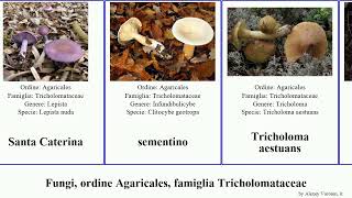 Fungi, ordine Agaricales, famiglia Tricholomataceae clitocybe melanoleuca lepista panellus fungus