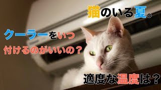 注意！　猫もクーラー病にかかる！？　クーラーを使う時に気をつけること