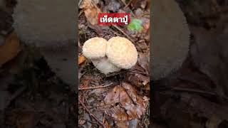 เห็ดตาปู้ #เก็บเห็ดป่าเยอรมัน #แม่บ้านเยอรมัน #nature #happyday  #mushrooms  #reelsfb