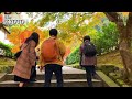 autumn leaves at nanzen ji temple in kyoto japan full bloom 4k