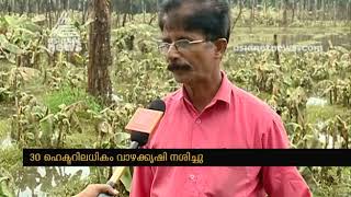 Large loss to farmers ; Banana plantation flooded in Vellannur