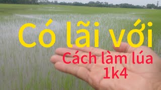 Om18 11ngày vụ hè thu. tập 1 lí giải