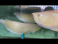 Albino Silver Arowana 47