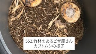 552.夫婦で京都みたいな竹林を作ろう！