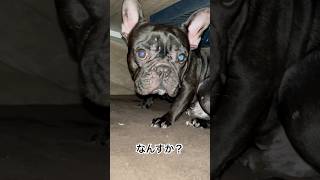 【今朝の凛さん】こたつの中でペロンペロン👅#フレンチブルドッグ #frenchie #frenchbulldog #frenchbulldoglife #shorts