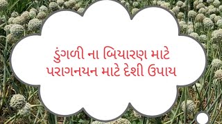 દેશી ઉપાય ડુંગળીના બિયારણ માટે પરાગનયન ની આશાન પ્રક્રિયા,શિવરાજસિંહ નવા સાંગણા