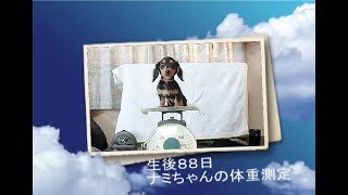 カニンヘンダックス専門ブリーダーＫＤ・ＨＯＵＳＥ生後８８日ナミちゃんの体重測定