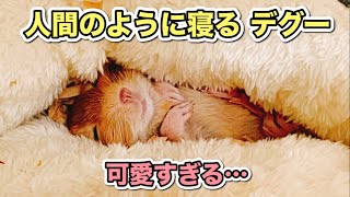 【癒し】ベッドで眠るデグーが可愛すぎる！！赤ちゃんみたい、、【 Sleeping degu 】