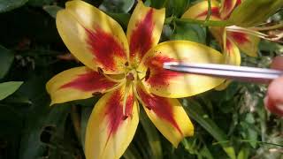 How to hand-pollinate lilies: let's have fun trying to create new shapes, colours and fragrances