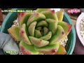 노아다육2탄 초보님들 키우기좋은 착한국민창 엄청 많고 이쁘기까지 택배 010 9884 1044 korean succulent plants