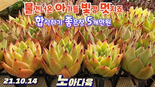 노아다육2탄/초보님들 키우기좋은 착한국민창 엄청 많고 이쁘기까지/택배 010 9884 1044 (korean succulent plants)