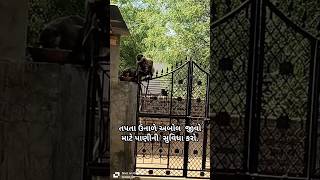 તપતો ઉનાળો #summer #viral #best #goodidea