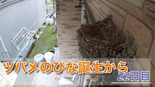 ツバメのひな誕生から22日目